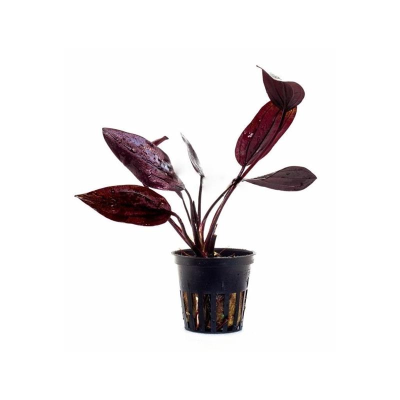 Planta acvariu Echinodorus Aflame Stoffels - imagine 4